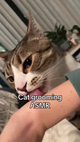 Sometimes Finn goes through some grooming aggression and won’t. Stop. Licking. Me. #catgroominghuman #catlickinghuman #catlicking #catasmr #catasmrlicking 