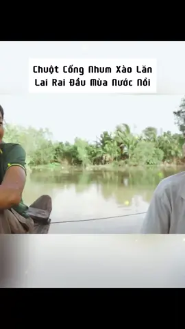Chuột Cống Nhum Xào Lăn_ Lai Rai Đầu Mùa Nước Nổi