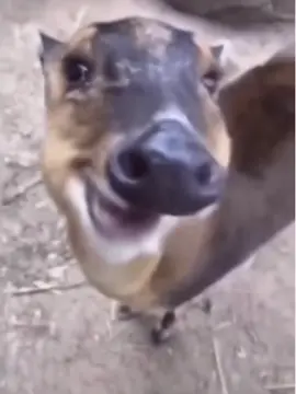 Alignez-vous BaNanaEE???🍌 #foryou #deer #cute #cutebaby #banana #bananae #yoshi #funny #viral #viralvideo #cuteanimals #tiktokanimals #eating