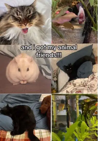 cant tell if i find this cringe or not #fyp #foryou #animalfriends #catsoftiktok #aquarium #bettafish #angelfish #hamster #alexg