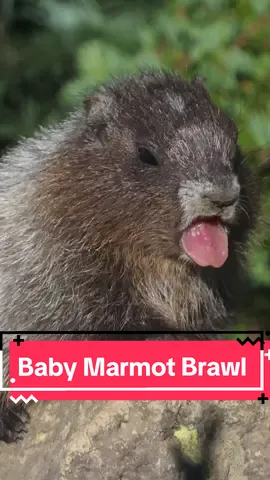 Is there anything cuter than baby marmots playing?  #marmot #marmotfighting #marmota #babyanimalsoftiktok 