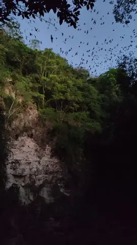 Volcán de murciélagos en Campeche, reserva de Calakmul. Segunda comunidad más grande del mundo de murciélagos. Cada noche millones y millones de murciélagos salen de esta cueva en busca de alimento, haciendo una espiral con su respectiva corriente de aire para que las rapaces no puedan capturarlos al vuelo. Un espectáculo sin igual. Mi guía fue excelente ➡️ @danielcruz_tours.  #cueva #murcielago #calakmul #campeche #mexico 