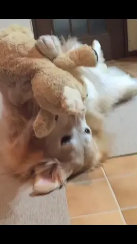 #animals #animalslover #animalsfunny #dog #cat 
