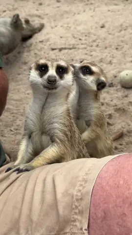 Meerkats have to be one of the most inquisitive animals I have ever met - and incredibly cute! 🙌🏻 #meerkats #animals #tiktok #ivancarter #fyp #reels #viralvideo #cute #conservation #inquisitive #viral 