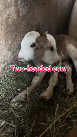 Double the moo, double the fun! 🐄👥 Check out this incredible two-headed cow! Nature's marvels never cease to amaze. #TwoHeadedCow #NatureWonder #FarmLife #UniqueAnimals #TikTokMagic #fyp 