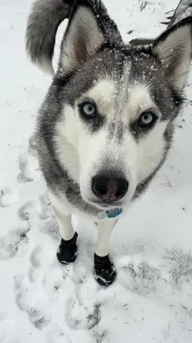 The Ice Prince woke up very excited to his snowy kingdom and demanded he get some treats NOW! 😤😂 #huskiesoftikok #huskiesiberiano #huskyloversunite #huskyloversclub #huskylover♥ #huskymoms #cutehuskys #huskydoggs #talkinghuskiesoftiktok #doggosoftiktoks #animalsoftiktok🐶 #huskys #sillyhuskydog #huskyvideotiktok #cutehuskiesoftiktok #foryoupage_tik_tok #itsplutoswrld  