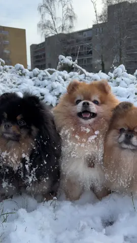 Snow days 🤍 #pomeraniansoftiktok #pomeranians #instagramdogs #pomeranian #pomeranianworld #blackandtanpomeranian #orangesablepomeranian #redsablepomeranian #pomeranianpuppy #pomeranianlife #pomeranianfamily #pomfamilynl  #dogsofinsta #pomfamily #thedailypomeranian #dogfluencer #dogsofthenetherlands #animalsinfluence #fypシ #fyp #foryou #fypviralシ #viralvideos #viral #snow #dogsinthesnow #pomeranianlover