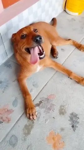 Menikmati hidup dengan bersantai dan mengulurkan lidah #guguk #doglovers #anjingsetia #dogs #anjinglucu 
