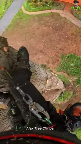 #trees #asmr #treeclimber #treeclimbing #treecutting #usa #treeremoval #treeservice #asmrvideo #foryou