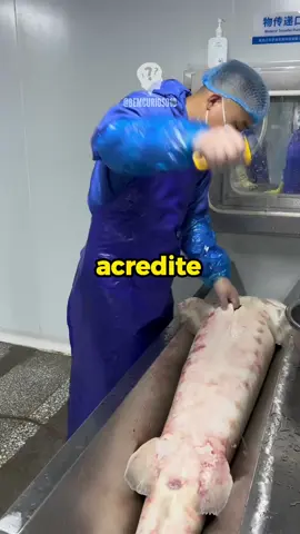 Fatos Curiosos 🤯😰 #fatoscuriosos  #curiosidades  #conhecimento  #videossatisfatorios  #curiosidadesaleatorias  #viral