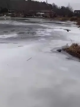 I can watch this duck sliding on ice for all the day😅❤️ #cute #funny #Amazing #Duck #Cat #Cats #Animals #Nature