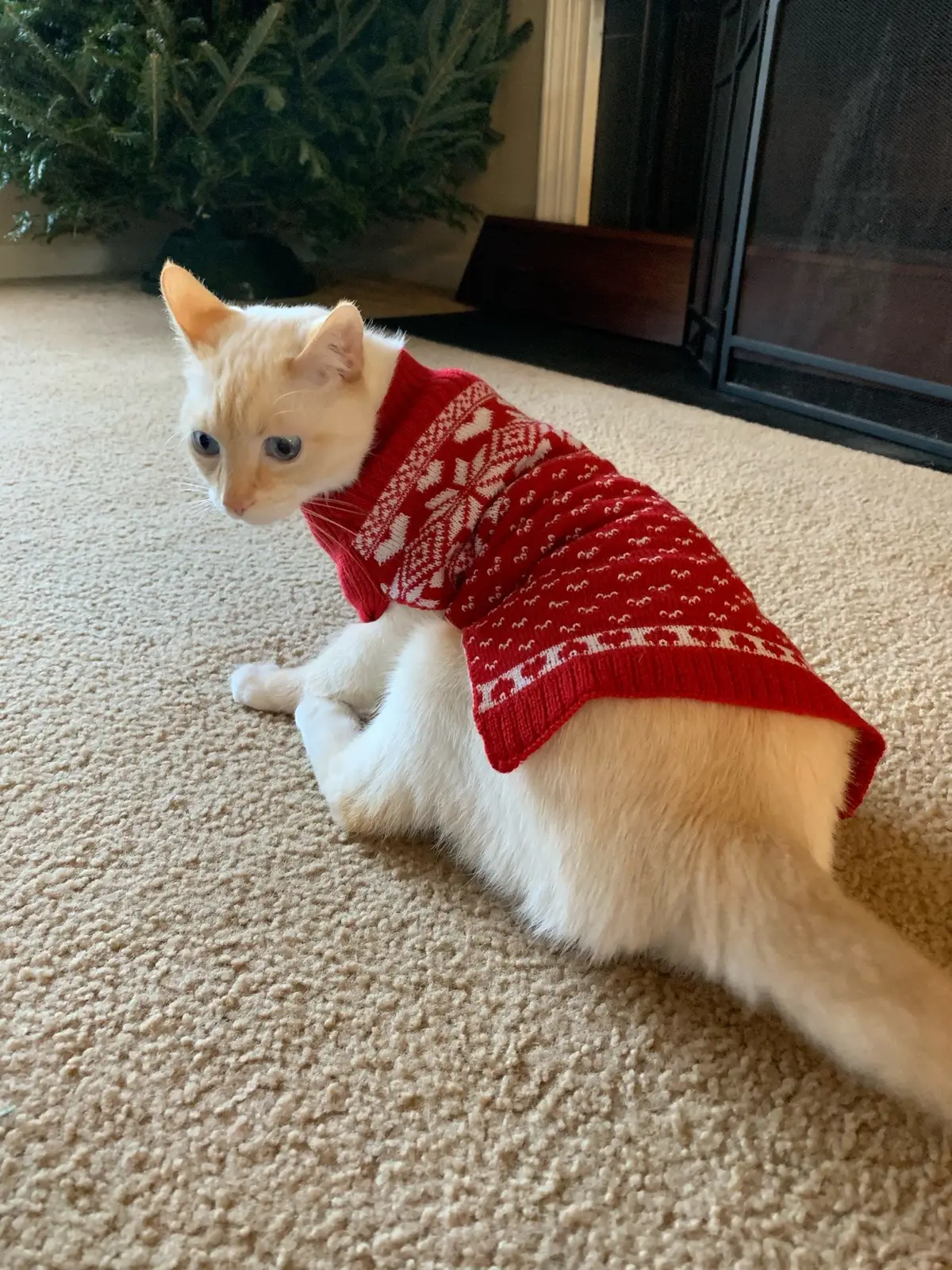 no clays were hurt in this the sweater was on for 5 seconds just for pics and then we took it off 😚 (this sweater doesnt fit him anymore) #fyp #foryou #foryoupage #foryourpage #fy #cattok #catsoftiktok #claythecat #photoshoot #catphotography #catphotoshoot #christmassweater #catsweater #sweater 