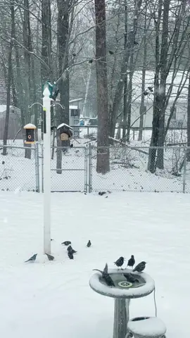 Feeding birds in Winter weather is important since their food sources are covered in snow ❄️ #backyardbirds #winterbirdfeeding #birdtok #birdwatching #busybirds #snowdays 