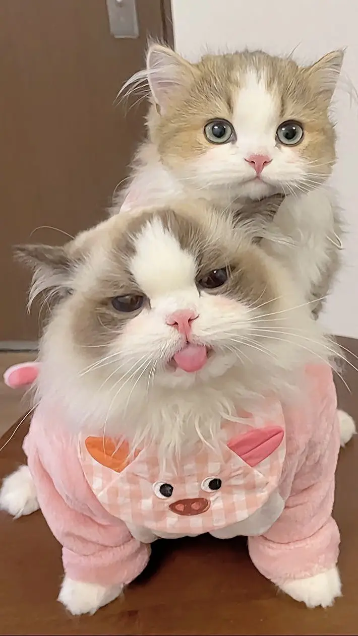MeoW 824 galeri kucing lucu dan imut tiktok 2024 #kucinglucu #kucingimut #kucingcomel #kucingcantik #kucingcute #galerikucinglucu #galerikucingimut #kucinglovers #catlovers #kucingkesayangan #fyp #kucingprabowo #soundviral 
