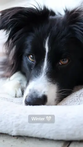 Her eyes melt my heart 🐶❤️ I just had to share this photo. #goodestgirl #boardercollie #bordercolliesoftiktok #photography #dogphotography #cannoncamera #dogsoftiktok #specialneedsdog #doggolove #cutedog #specialneedsdog 