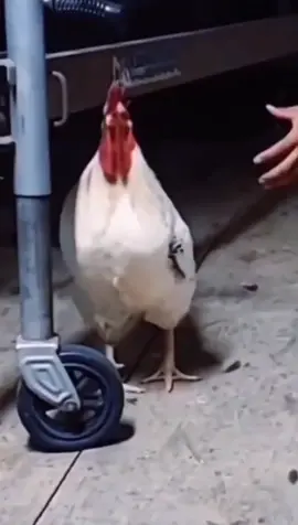 chicken
