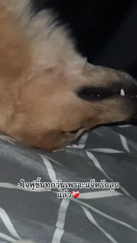 #ทาสหมา #คนรักหมา #ลูกหมาน้อย🐶 #หมาน่ารัก 