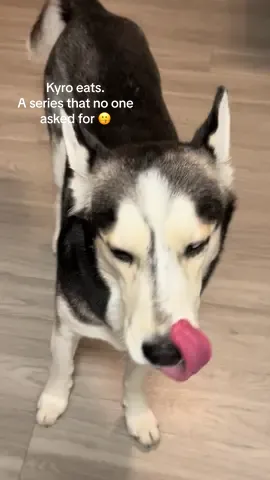 #dogsoftiktok #huskylife #huskysoftiktok 