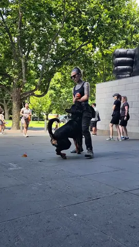 distraction training💀😍🤘#puppy #rottweiler #fitdog #training #DogTraining #tattoo #occult #melbourne 