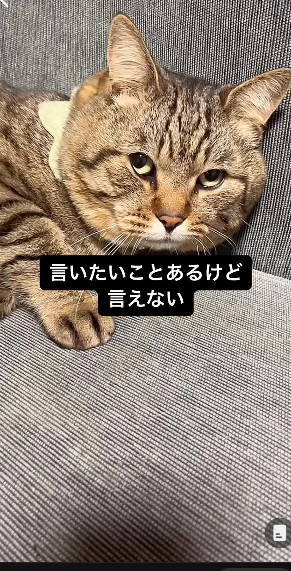 #はらっぺらし猫