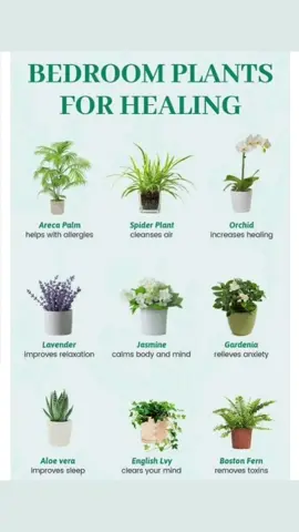 #bedroomplant#bedroomplantforhealing#plantforbedroom#plant#healthplant 