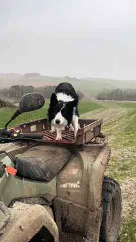 Me and Echo heading out to check sheep on the hill before the snow gets too bad #fyp #foryou #dogsoftiktok #beauty #Scotland 