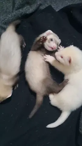 they always choose violence now #fyp #babyferret #ferretaustralia #ferretlife #ferretsoftiktok #ferretsoftiktok #ferrettasmania 