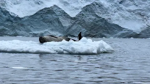 Leopard seal, which typically eats ten to 15 penguins per day was chilling on an iceberg (growler) when a penguin almost made the biggest mistake of his life.  Video credit Sheryl Ullrich