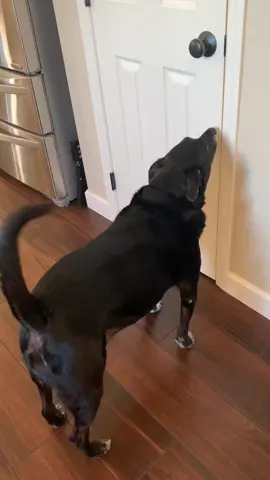 Can you guys guess where we keep Chopper’s kibble? 😝 #dogsoftiktok 