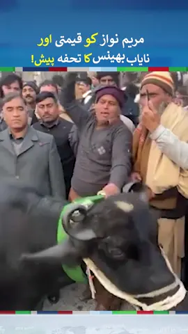 Maryam Nawaz Got buffalo as a Gift In Election Campaign 2024 | #maryamnawaz #buffalo #foryou #fypシ #foryoupage #fy #fypシ゚viral #fypage #neonews