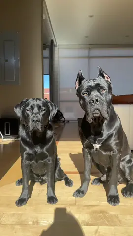 Besties #blacklabrador #blacklab #canecorso 