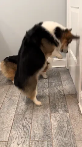 🕺 #corgi #dogs #funny #pets #funnydog 