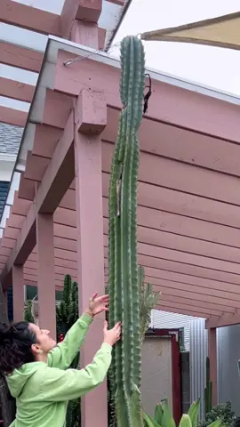 I push this cactus behind this chain weekly at my plant shop hoping it will prevent it from falling over and eventually stay behind the chain. I may have to eventually propagate it before the wind knocks it over #cactuscommunity #cactusoftiktok #cactuscare #cactus #cactusaddict 