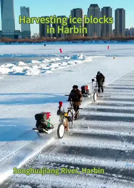 Harvesting ice blocks in Harbin
