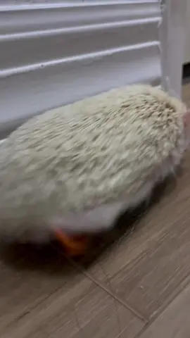 #eribebe #tiktok #hedgehog #erizosafricanos #sharklas #shoes #viral 