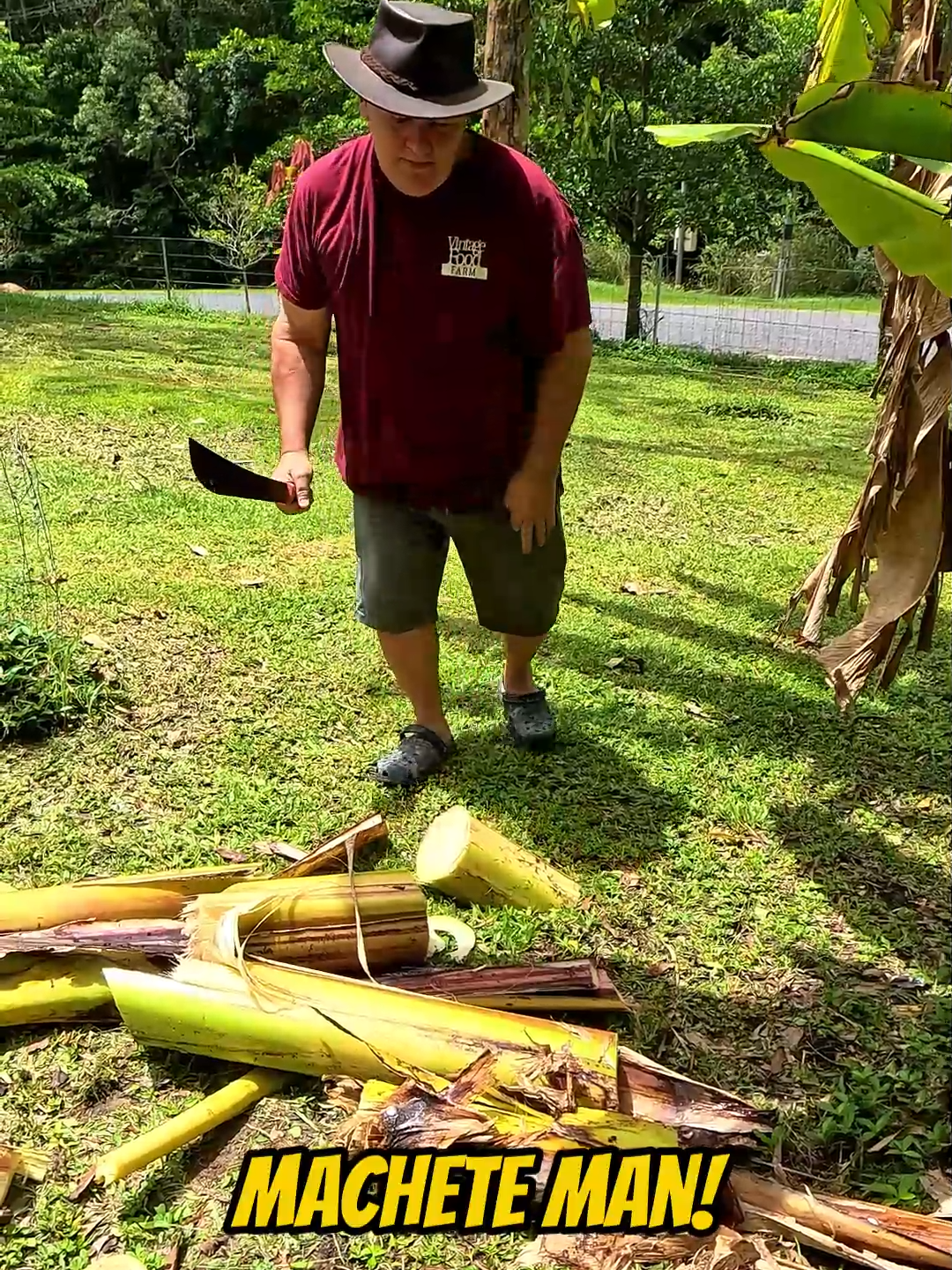 Woah!!!😲🔪 Machete Man!! 🌴🍌 When it comes to harvesting bananas, using a machete is often considered the best and most efficient method. The machete, a large knife with a broad blade, has been used for centuries in various cultures for cutting and clearing vegetation. When it comes to cutting down bananas, the machete is the tool of choice for several reasons. First and foremost, the machete's long, sharp blade allows for swift and precise cuts. When cutting down a bunch of bananas, it is important to make clean cuts to avoid damaging the plant or the fruits. The machete's sharp edge enables the harvester to swiftly slice through the banana stalks with minimal effort. Additionally, the machete's long handle provides enough leverage for the harvester to make powerful swings, making it easier to cut through the thick, fibrous stalks of the banana plant. This not only speeds up the harvesting process but also reduces the physical strain on the harvester's body. Furthermore, the versatility of the machete allows it to be used for other tasks related to banana harvesting, such as clearing away foliage and trimming the banana plants. This makes it a valuable tool for overall maintenance of the banana plantation. @vintagefoodfarm #animalfeed #foodfarm #harvesting #tropicalfruit #fnq #asmr #kitchengarden #farmlife #chicken #foodforest #tropics #bananatrees #selfsufficient #herbs #chopping #homegrown #cairns #asmrsounds #chickens #gardening #permaculture #speewah #vintagefoodfarm #banana #tree #cutting #machete #satisfying #sounds