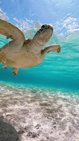 #turtle #seaturtle #ocean #underwater #okinawa #beach #travel #沖縄 #ウミガメ 