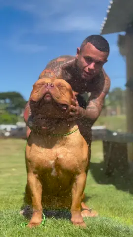 🐶🐶🐶 #pitbullmonster #pitmonster #pitbulldogs #pitbulls #pitbulllove #pitbull #americanbully #dogamericanbully #pitbullbrasil  #pitbullbr 