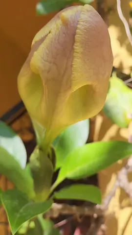 #mijardin #museonabolom #nabolom #mamáplantil #mundoverde #sancristobaldelascasaschiapas #chiapasmexico #México #solandra #solandramaxima #trompeta #trompeterogigante  #copadeoro #florcopadeoro 