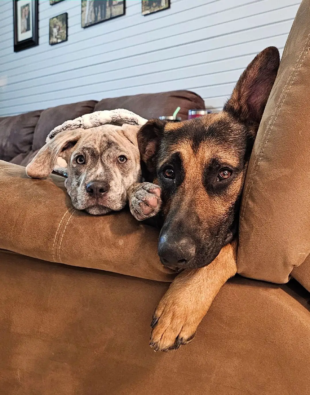 #MyBabies  #DieselTheGermanShepherd  #RipThePitLabradoodle  #MyLoves 