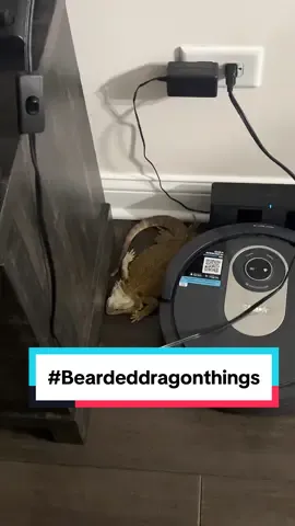 #beardeddragon things  #beardeddragontok #funny #humor #meme #fyp #viral #laugh #lizard #reptilemom #reptiletok #reptilejokes #cutereptiles 