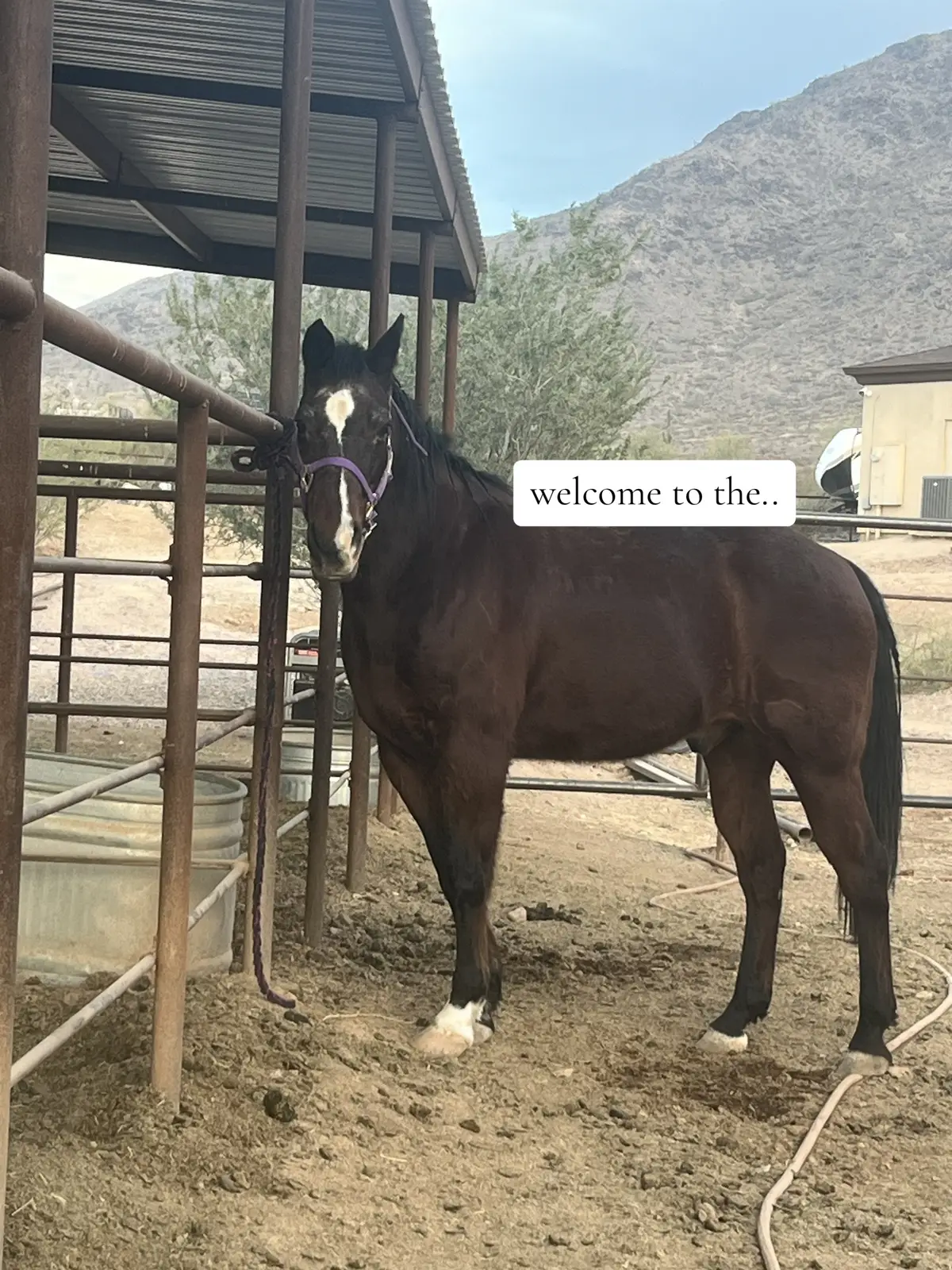 I BEAT MY OWN RECORD OMGGGG IM IN TEARS 💗💗🫶🫶#barrelracer #barrelhorse #AXEL4PRRSIDENTT #JUMPING #horse #horses #JUMPING 