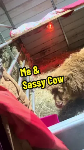 It’s a start!!!! Will be besties in no time!!❤️❤️❤️❤️ #minihighlandcow #highlandercows #minicow #minihighlander #cows 