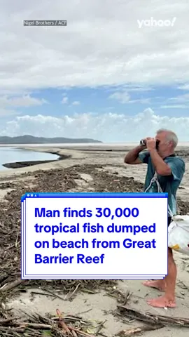 Man finds 30,000 #tropicalfish dumped on beach from #GreatBarrierReef 🐠 #greatbarrierreefaustralia #australia #yahoonews #yahooaustralia 