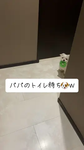 健気すぎ🤣 #マルチーズ #Youtube観てね #マルチーズナナ #可愛い犬 #犬 #maltese #面白い犬 #dog #dogsoftiktok #dogs 