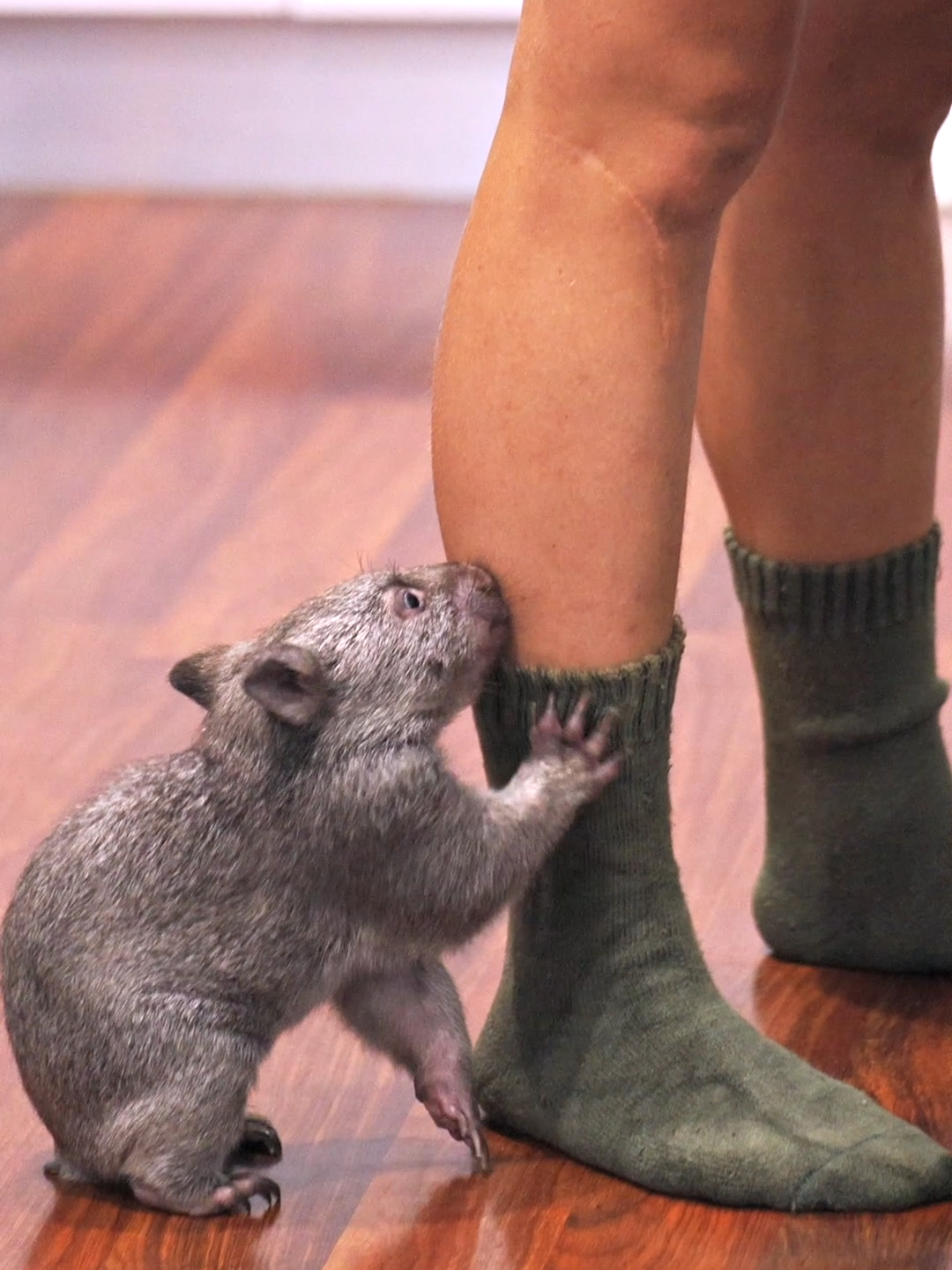 Wilbur the wombat joey is loving his new life at home with Keeper Seleena! 💕 #wombat #zookeeper #australia #babyanimals #australianreptilepark #seeaustralia #lovecentralcoast