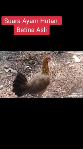 #Suara Ayam Hutan Betina  #Buat Denak galak kokok