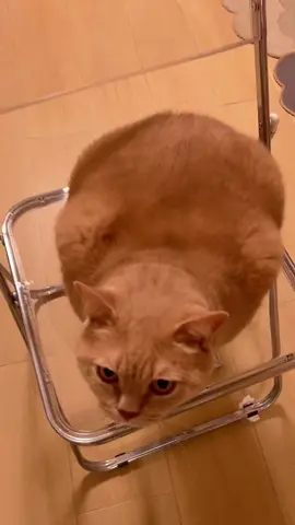 🥹Wow.it,s so soft#cat #cute #fpy 