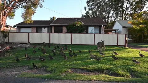 #kangaroo #wildlife #australianlifestyle #aussiethings #aussiethings #marsupial #neighborhood #town #cuteanimals #marsupial #australianlife #roo #babykangaroo #pouch #australia #duck #gardening 