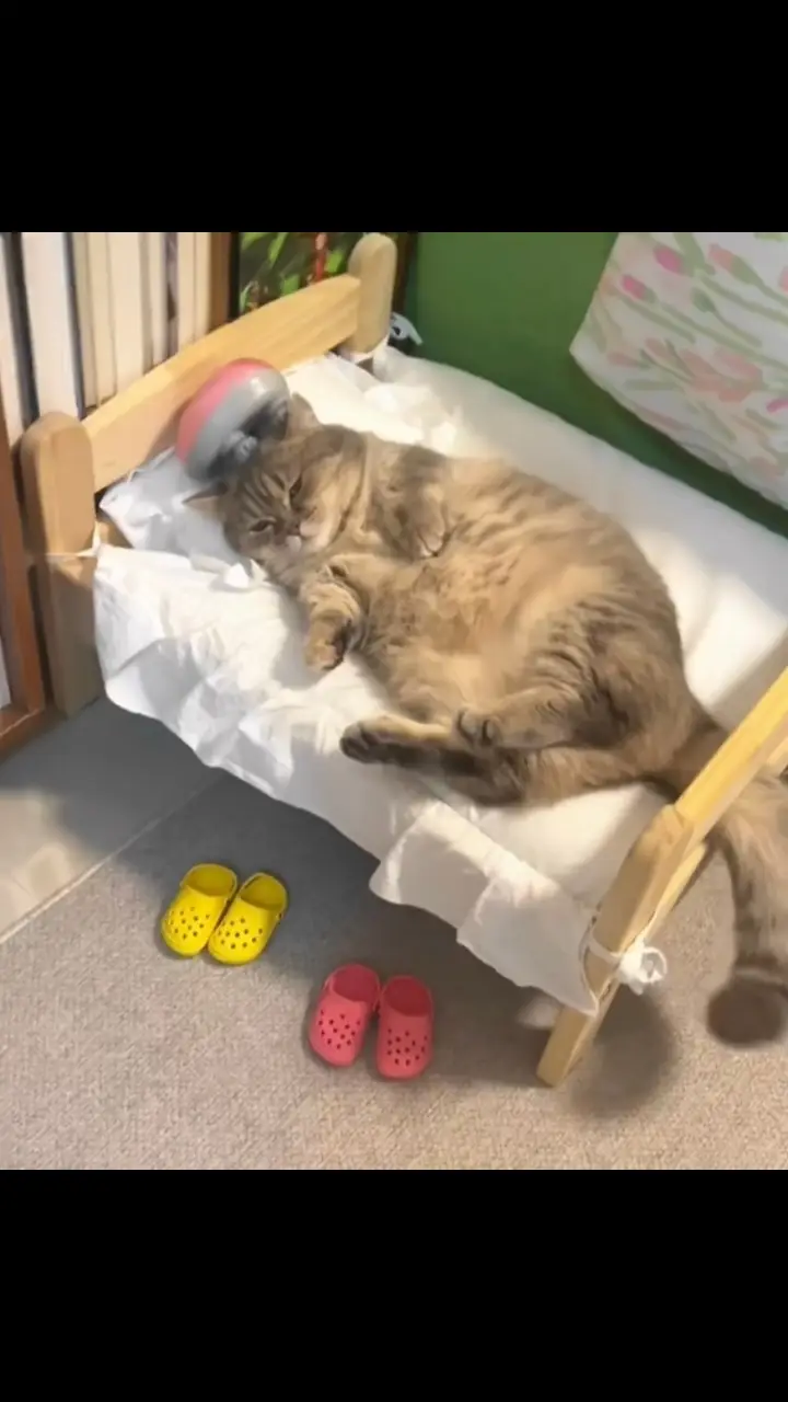 #adorablecat #cutecat #catlover #catsoftiktok 